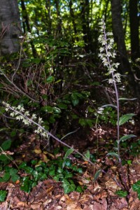 Epipactis-porpurata_montazzoli1-e1414948747617