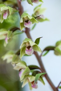 Epipactis-Purpurata