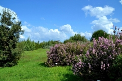Giardino_Botanico