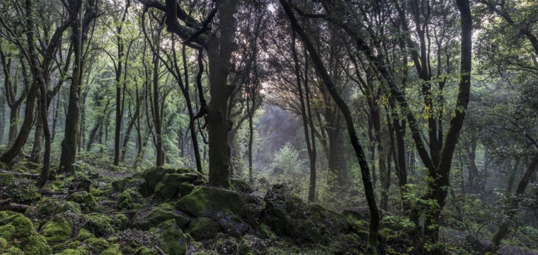 Escursione nella Lecceta di Torino di Sangro