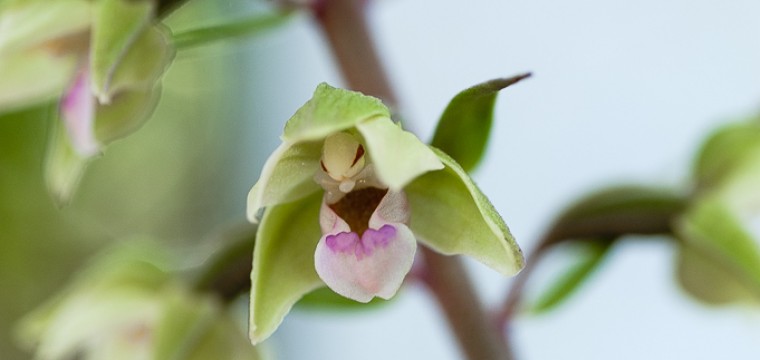 Las plantas raras Vastese