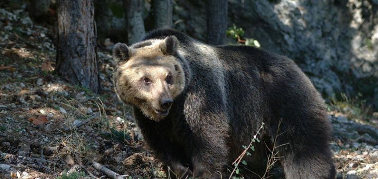 Fines de semana en las vías del oso
