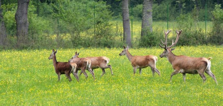 El área de la fauna de la Reserva Natural Montedimezzo