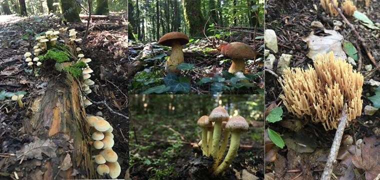 Excursión con micólogo y picnic nell'Abetina Collemeluccio